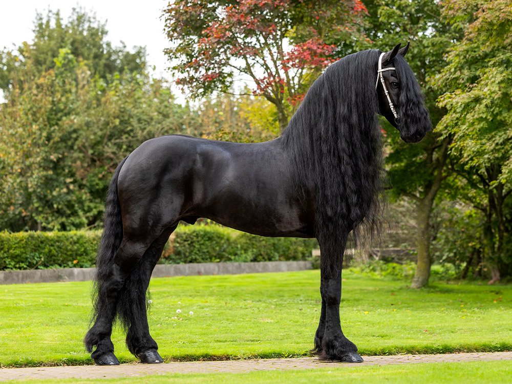 Jowe - Caballo Frisón